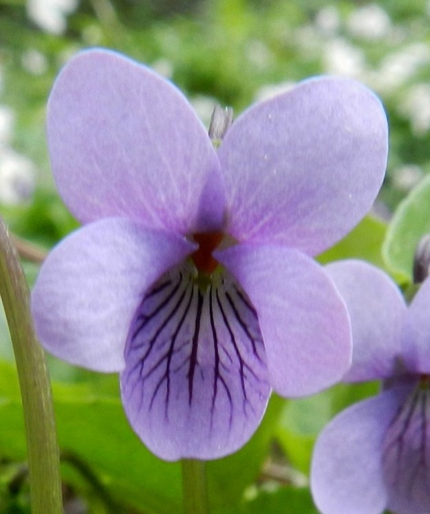 Viola xfennica (V. epipsila x palustris) - viitaorvokin neljä ylempää terälehteä ovat vastapuikeat ja tavallisesti pyöreäpäiset sekä noin 10-13 mm pitkät ja leveimmältä kohtaa noin 4-6 mm leveät. Alaviistoon osoittavien terälehtien tyviosassa on läpinäkyvien karvojen ryhmä tai toisinaan se voi puuttua kokonaan. Alimmainen terälehti on vastapuikea ja yleensä pyöreä- tai hieman lovipäinen sekä ilman kannusta noin 12-17 mm pitkä ja leveimmältä kohtaa noin 5-8 mm leveä. Mittasuhteet vastaavat enemmän korpi-orvokkia, V. epipsila. Lisäksi alimmainen terälehti on usein ulommaksi yltävä kuin suo-orvokilla, V. palustris. EH, Hämeenlinna, Renko, Renkajoen koillispuoli urheilukentän kaakkoispuolella, rantametsä ulkoilureitin varrella, 21.5.2012. Copyright Hannu Kämäräinen.