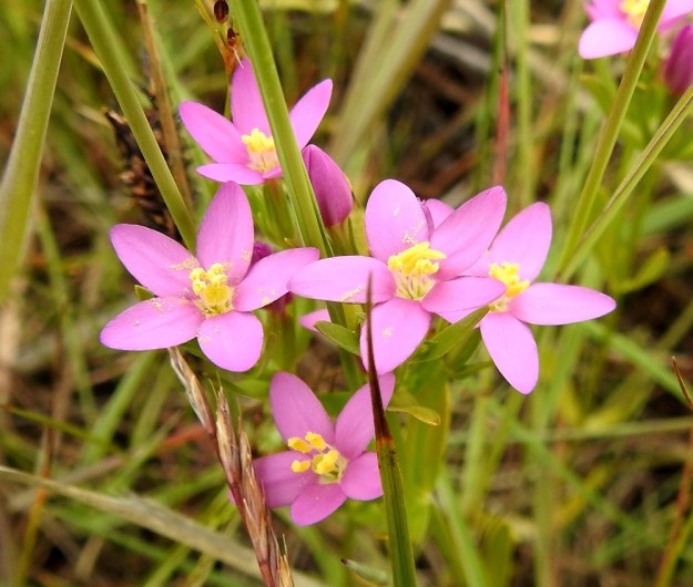 Centaurium littorale - isosapen teriö on viisiliuskainen ja vaaleanpunainen sekä tavallisesti noin 10-13 mm leveä. Heteitä on viisi ja emin luotteja kaksi. Ne nousevat selvästi teriön torven yläpuolelle. Pörröisen näköisissä heteiden ponsissa näyttäisi olevan runsaasti siitepölyä, jota on varissut myös pitkin teriönliuskoja. A, Lemland, Järsö, Söderfjärdenin pitkän, kiemuraisen merenlahden pohjoisosan avokallioinen niemialue, avokalliotöyrään tyvi vesirajassa, 12.7.2017. Copyright Hannu Kämäräinen.
