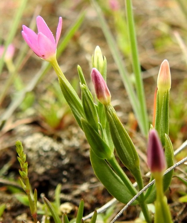Centaurium pulchellum - pikkusapen kukan verhiö on lähes tyveen saakka viisiliuskainen. Liuskat ovat kaljut, tasasoukat ja teräväpäiset sekä yleensä noin 4,5-7,5 mm pitkät. Teriö on torvimainen, vaaleanpunainen ja päästään viisiliuskainen. Pituutta sillä on tavallisesti noin 10-13 mm. Torvi on hyvin ahdas ja vain noin 0,5 mm leveä. A, Lemland, Järsö, Söderfjärdenin pitkän, kiemuraisen merenlahden pohjoispään pienen lahdelman tasainen ranta-alue, 12.7.2017. Copyright Hannu Kämäräinen.