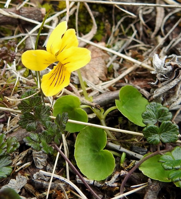 Viola biflora - lapinorvokki on toisinaan pieni ja sen varsikin voi olla koheneva. Varsilehtiä on useimmiten 2-4 ja niiden ruoti on tyvilehtiä lyhyempi, noin 1-5 cm pitkä. Kuvassa myös tunturiängelmän, Thalictrum alpinum, lehtiä. EnL, Enontekiö, Kilpisjärvi, Saana, Saanan luoteisrinne lähellä pahtaseinämää, paljakkarinne, 735 m mpy, 5.7.2018. Copyright Hannu Kämäräinen.
