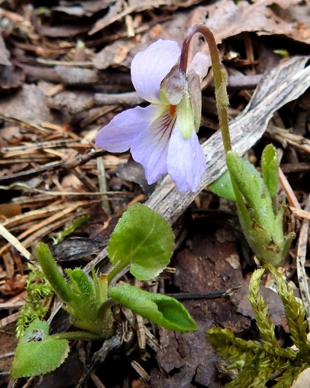 Viola collina - mäkiorvokki on kukkiessaan usein vain noin viiden sentin korkuinen. Teriön väritys vaihtelee jonkin verran ja on toisinaan kuvan tavoin vaaleansininen ja hyvin harvoin jopa valkoinen. St, Sastamala, Vammala, 5.5.2020. Copyright Hannu Kämäräinen.