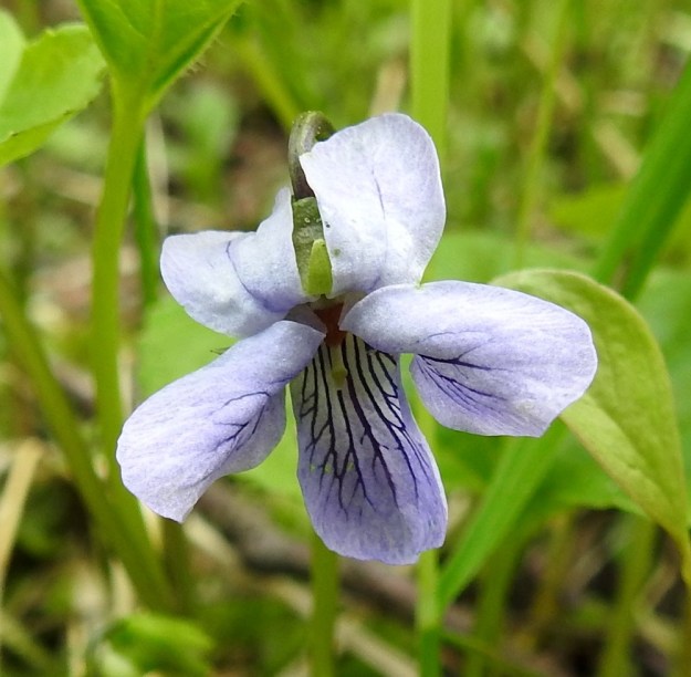 Viola epipsila - korpiorvokin kukan neljä ylempää terälehteä ovat vastapuikeat ja tavallisesti pyöreäpäiset sekä noin 10-13 mm pitkät ja leveimmältä kohtaa noin 4-6 mm leveät. Alimmainen, kannuksellinen terälehti on vastapuikea ja yleensä pyöreäpäinen sekä ilman kannusta noin 12-17 mm pitkä ja leveimmältä kohtaa noin 5-8 mm leveä. Ks, Kuusamo, Ruka, Salmilamminkylä, purolehto, Suolahteen laskevan Suolahdenpuron laiteet, 15.6.2019. Copyright Hannu Kämäräinen.