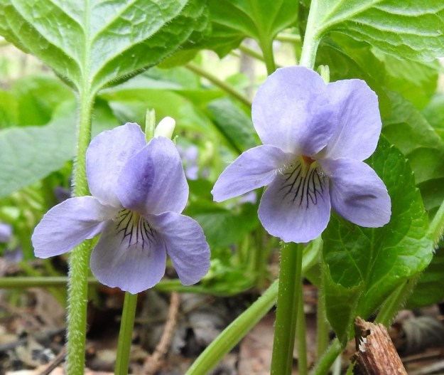 Viola mirabilis - lehto-orvokin teriö on tavallisesti noin 15-20 mm pitkä ja suunnilleen saman levyinen sekä vaalean sinipunainen. Terälehdistä kaksi on suuntautunut ylös ja kaksi kyljittäin kääntyneinä alaviistoon tai sivulle. Viides, alaspäin suuntautunut terälehti on kannuksellinen. Terälehdet ovat vastapuikeat, noin 8-18 mm pitkät (ilman kannusta) ja leveimmältä kohtaa noin 3-8 mm leveät. EH, Hämeenlinna, Aulanko, Aulangonjärven länsipuoli, ulkoilumajalta Aulangon Heikkilän tielle vievän lehtometsäpolun varsi, 27.5.2017. Copyright Hannu Kämäräinen.