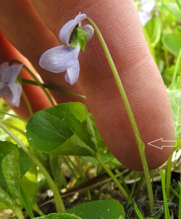 Viola palustris - suo-orvokin kukkaperän kaksi esilehteä (nuoli) ovat rinnakkain tai allekkain perän alaosassa (kuten edellisessä kuvassa) tai lähempänä sen puoltaväliä. Ne ovat kapeat ja teräväksi kärjeksi suippenevat sekä noin 2-3 mm pitkät. Kukan verholehdet ovat puikeat tai suikeat ja tyvilisäkkeelliset. Pituutta niillä on tyvilisäkkeen kanssa tavallisesti noin 3,5-5,5 mm ja leveyttä leveimmältä kohtaa noin 1-2 mm. Tyvilisäkkeet ovat tylpät ja noin 0,5-1 mm pitkät. EH, Hämeenlinna, Hauho, Torvoila, Pasuntien laitaojan piennar Pasunmäen kohdalla, 21.5.2019. Copyright Hannu Kämäräinen.