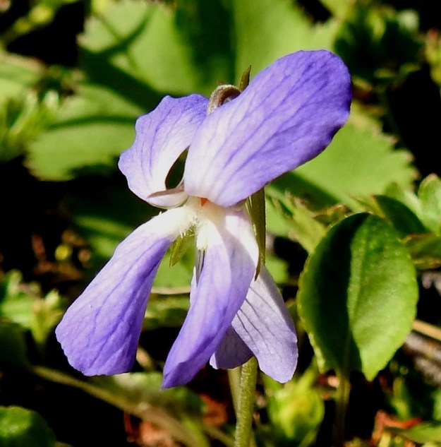 Viola rupestris subsp. relicta - hietaorvokin subsp. pahtahietaorvokin teriön profiili on usein kuvan kaltainen. Kaksi terälehteä suuntautuu taaksepäin kaartuen ylös ja kaksi jyrkähkösti alaviistoon. Alaviistot terälehdet kiertyvät enemmän tai vähemmän kyljelleen ja jäävät reunustamaan alaspäin ja usein vähän sisäänpäin kääntynyttä alinta terälehteä. EnL, Enontekiö, Kilpisjärvi, Saanan lounaisrinne, ensimmäisen, matalan pahtaseinämän yläpuolinen, osin valuvetinen avokalliojuotti retkeilykeskuksen kohdalla, luonnonsuojelualue, 620 m mpy, 5.7.2018. Copyright Hannu Kämäräinen.