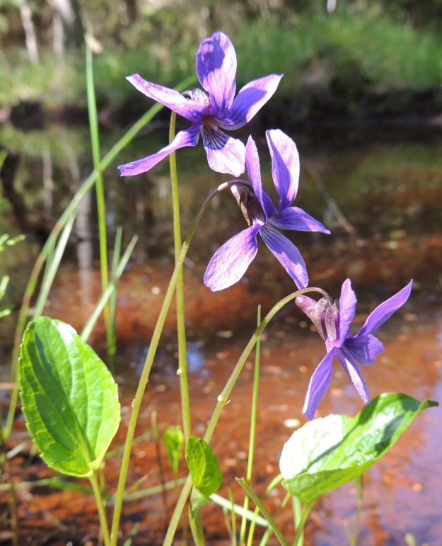 Viola uliginosa - luhtaorvokin kukkien yleisilme on usein hyvin levällään oleva. Niinpä tavallisesti noin 25-30 mm pitkät kukat voivat olla pituutensa levyisiä. U, Hanko, Santala, Luhtakorpi, tervaleppäluhta, luonnonsuojelualue, 30.5.2015. Copyright Hannu Kämäräinen.