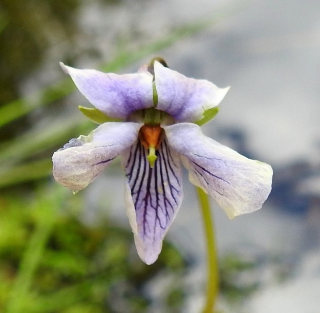 Viola xfennica (V. epipsila x palustris) - viitaorvokin terälehtien suonitus ei sävyltään poikkea pohjaväristä muissa kuin alimmassa terälehdessä ja toisinaan kuvan tavoin myös alaviistoon osoittavissa terälehdissä. Suonitus on yleensä näkyvän tummansininen tai -violetti ja ulottuu alimmassa lehdessä lähes kärkeen saakka. Heteitä on viisi ja ne ovat oranssinvärisiä sekä tiiviisti sikiäimen ympärillä. Emi on ulkonevasti yksiluottinen. Ks, Kuusamo, Ruka, Salmilamminkylä, purolehto, Suolahteen laskevan Suolahdenpuron laiteet, 15.6.2019. Copyright Hannu Kämäräinen.