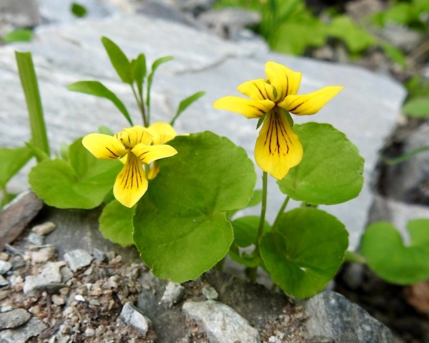 Viola biflora - lapinorvokin kukassa on viisi keltaista terälehteä. Ikääntyessään ylemmät niistä kiertyvät usein voimakkaasti. EnL, Enontekiö, Kilpisjärvi, Iso-Mallan etelärinne, Kitsijoen Kitsiputouksen tyvirotko, 650 m mpy, 9.7.2018. Copyright Hannu Kämäräinen.