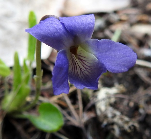 Viola collina - mäkiorvokin teriö on useimmiten sini- tai sinipunasävyinen. Kaikkien viiden terälehden tyviosa on muuta väritystä vaaleampi tai valkoinen. St, Sastamala, Vammala, 5.5.2020. Copyright Hannu Kämäräinen.