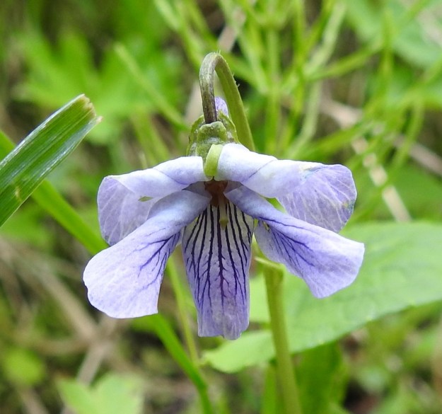 Viola epipsila - korpiorvokin ikääntyneissä kukissa ylemmät terälehdet usein rullautuvat taaksepäin. Ominaisuus on yleinen muillakin orvokeilla. Olisiko ominaisuudella jotain tekemistä kukan pölyttyneisyyden kanssa? Ainakin kuvan yksilössä heteet ovat levällään. Ks, Kuusamo, Ruka, Salmilamminkylä, purolehto, Suolahteen laskevan Suolahdenpuron laiteet, 15.6.2019. Copyright Hannu Kämäräinen.