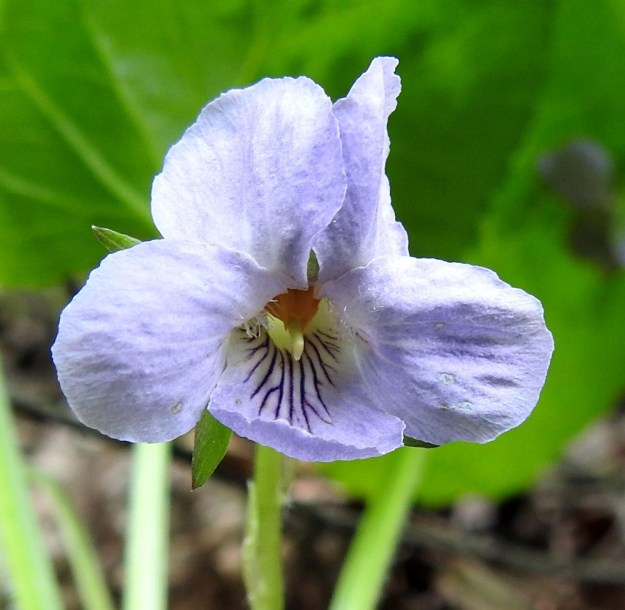 Viola mirabilis - lehto-orvokin alin terälehti on kovera ja pyöreä- tai tylppäpäinen. Sen vaaleassa tyviosassa näkyy suonitus tummina mesiviittoina hyönteisille kohti kannuksen suuta. Kyljittäisten terälehtien tyvellä on ryhmä läpinäkyviä karvoja. Emi on orvokkien tapaan yksiluottinen. EH, Hämeenlinna, Aulanko, Aulangonjärven länsipuoli, ulkoilumajalta Aulangon Heikkilän tielle vievän lehtometsäpolun varsi, 27.5.2017. Copyright Hannu Kämäräinen.