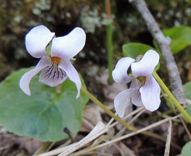 Viola palustris - suo-orvokin teriö on tavallisesti noin 10-15 mm pitkä ja suunnilleen yhtä leveä. Terälehdet ovat vaalean sinipunaiset ja niiden suonitus ei sävyltään poikkea pohjaväristä muissa kuin alimmassa terälehdessä, jossa se on tummanvioletti lähes kärkeen saakka. U, Hanko, Santala, Luhtakorpi, tervaleppäluhta, luonnonsuojelualue, 30.5.2015. Copyright Hannu Kämäräinen.