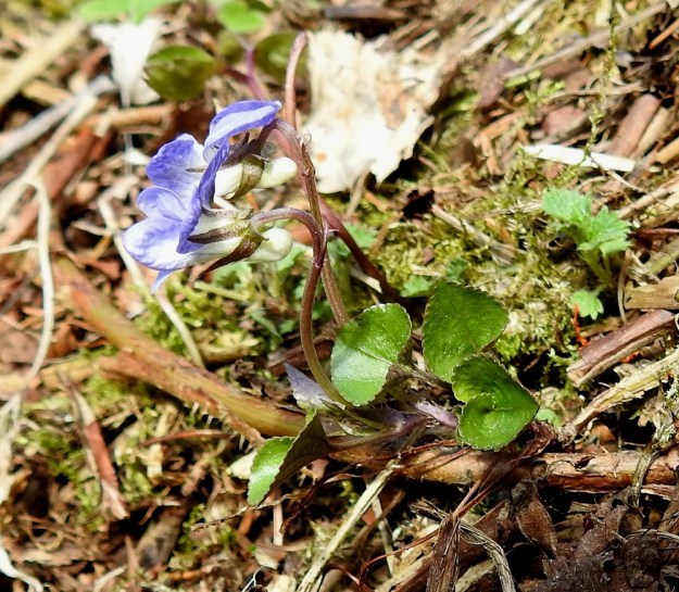 Viola rupestris subsp. rupestris - hietaorvokin subsp. harjuhietaorvokin kukkaperät ovat tavallisesti noin 2-5 cm pitkiä ja niiden väri vaihtelee vihreästä sinipunaiseen tai punaruskeaan. Kukan viidestä verholehdestä ylimmät ovat alempia lyhyemmät ja kapeammat. Verholehdissä on tyvilisäke, joka kuvan kukissa on taipunut ulospäin. St, Sastamala, Vammala, Sammaljoki, peltoalueen laiteessa olevan Käkikallion, alarinne, 16.5.2019. Copyright Hannu Kämäräinen.
