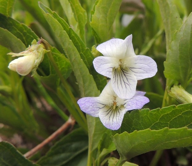 Viola stagnina (V. persicifolia) - rantaorvokin teriön ulkomuoto vaihtelee jonkin verran. Kuvassa hieman tavallisuudesta poikkeavan näköisiä kukkia. Vasemmalla näkyy hyvin nupun verhiö, josta erottuvat tyvilisäkkeet, joiden muoto vaihtelee pyöreähköstä, epämukaiseen tai epäsäännöllisen hampaiseen. Aivan nupun perän yläosassa näkyvät rinnakkaiset, suikeahkot ja noin 3-4 mm pitkät esilehdet. EH, Vesilahti, Mantere, Peltosaari, Hulausjärven rantaan vievän peltotien ison laitaojan rinne, 6.6.2015. Copyright Hannu Kämäräinen.