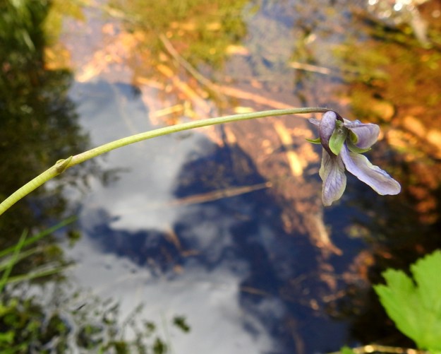Viola xfennica (V. epipsila x palustris) - viitaorvokin kukkaperä on kalju tai kuvan tavoin yläosastaan karvainen. Kaksi rinnakkaista tai allekkain olevaa esilehteä ovat noin 2-4 mm pitkät ja suippenevat teräväksi kärjeksi. Verholehdet ovat puikeat tai suikeat sekä tyvilisäkkeelliset. Pituutta niillä on tyvilisäkkeen kanssa tavallisesti noin 5-7 mm ja leveyttä leveimmältä kohtaa noin 2-3 mm. Tyvilisäke on pyöreä- tai tylppäpäinen ja noin 1 mm pitkä. Teriön kannus on noin 1,5-3 mm pitkä, paksu, suora tai ylöspäin kaartuva ja terälehtien värinen. Ks, Kuusamo, Ruka, Salmilamminkylä, purolehto, Suolahteen laskevan Suolahdenpuron laiteet, 15.6.2019. Copyright Hannu Kämäräinen.