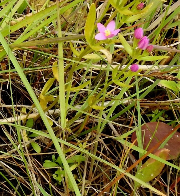 Centaurium littorale - isosapen ovat ruodittomat, vastapuikeat ja pyöreäpäiset. Pituutta niillä on yleensä noin 10-30 mm ja leveyttä leveimmältä kohtaa noin 3-7 mm. A, Lemland, Järsö, Söderfjärdenin pitkän, kiemuraisen merenlahden pohjoisosan avokallioinen niemialue, avokalliotöyrään tyvi vesirajassa, 12.7.2017. Copyright Hannu Kämäräinen.