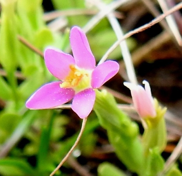 Centaurium pulchellum - pikkusapen teriönliuskat ovat soikeat tai kapeansoikeat sekä noin 2-4 mm pitkät ja noin 1-2 mm leveät. Heteitä on viisi ja emi on kaksiluottinen. Heteet ja emi nousevat esiin teriön torven yläpuolelle. A, Lemland, Järsö, Söderfjärdenin pitkän, kiemuraisen merenlahden pohjoispään pienen lahdelman tasainen ranta-alue, 12.7.2017. Copyright Hannu Kämäräinen.