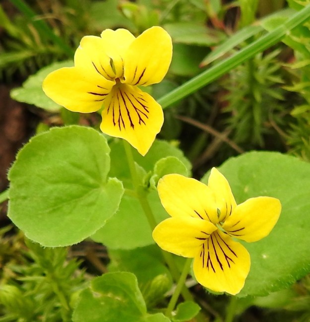 Viola biflora - lapinorvokin terälehdistä kaksi on suuntautunut ylös ja kaksi enemmän tai vähemmän yläviistoon. Nämä neljä ovat malliltaan vastapuikeita ja pyöreähköpäisiä Viides terälehti on alaspäin suuntautunut ja vastapuikea tai päästään vinoneliömäinen. EnL, Enontekiö, Kilpisjärvi, Saanan luoteisrinteen länsipuolinen tunturikoivikko retkeilykeskuksen kohdalla , 585 m mpy, 5.7.2018. Copyright Hannu Kämäräinen.