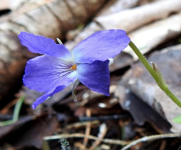 Viola collina - mäkiorvokin terälehdet ovat malliltaan vastapuikeat ja pyöreähkö- tai lovipäiset. Niiden suonitus ei ole juurikaan terälehden pohjaväriä tummempi, paitsi alimman terälehden tyviosassa, jossa vaaleaa pintaa vasten olevat sinisävyiset suonet toimivat hyönteisille mesiviittoina kohti kannusta. St, Sastamala, Vammala, 5.5.2020. Copyright Hannu Kämäräinen.