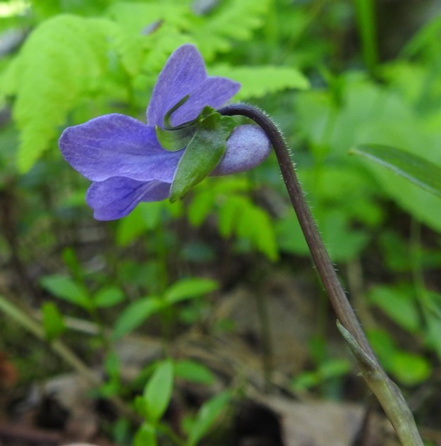 Viola epipsila - korpiorvokin kukkaperä on kalju tai yläosastaan karvainen. Perän puolivälin yläpuolella on kaksi rinnakkaista tai allekkain olevaa ja noin 2-5 mm pitkää esilehteä. Verholehtiä on viisi ja ne ovat puikeat tai suikeat ja tyvilisäkkeelliset. Pituutta niillä on tyvilisäkkeen kanssa tavallisesti noin 5-7,5 mm ja leveyttä leveimmältä kohtaa noin 1,5-2,5 mm. Verholehtien tyvilisäkkeet ovat pyöreä-, tylppä- tai (kuvan tavoin) matalasti lovipäiset ja noin 1 mm pitkät. Teriön kannus on noin 1,5-3 mm pitkä, paksu ja terälehtien värinen. Ks, Kuusamo, Ruka, Salmilamminkylä, purolehto, Suolahteen laskevan Suolahdenpuron laiteet, 15.6.2019. Copyright Hannu Kämäräinen.