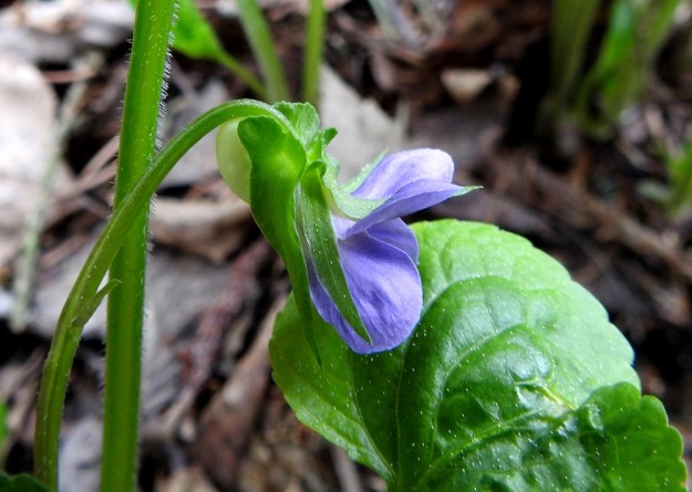 Viola mirabilis - lehto-orvokin kukan viisi verholehteä ovat suikeat tai tasaisesti teräväksi kärjeksi suippenevat ja tyvilisäkkeelliset sekä niiden kanssa tavallisesti noin 6-13 mm pitkät. Tyvilisäkkeet ovat suorakulmaiset tai pyöreähköt ja noin 1-4 mm pitkät. Kukkaperässä on toisinaan kuvan tavoin heikkoa karvoitusta. Perän yläosassa, lähempänä kukkaa, on kaksi rinnakkaista tai allekkain olevaa, lähes tasasoukkaa esilehteä, jotka ovat yleensä noin 2-6 mm pitkiä. EH, Hämeenlinna, Aulanko, Aulangonjärven länsipuoli, ulkoilumajalta Aulangon Heikkilän tielle vievän lehtometsäpolun varsi, 27.5.2017. Copyright Hannu Kämäräinen.