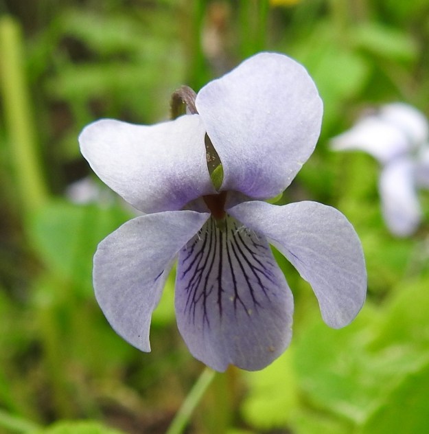 Viola palustris - suo-orvokin kukan terälehdistä kaksi on suuntautunut taakse kaartuen ylös ja kaksi kyljittäin kääntyneinä alaviistoon. Viides on kannuksellinen ja alaspäin suuntautunut. Neljä ylempää terälehteä ovat vastapuikeat ja yleensä pyöreäpäiset sekä noin 5-11 mm pitkät ja leveimmältä kohtaa noin 2,5-5 mm leveät. Alaviistoon osoittavien terälehtien tyviosassa on läpinäkyvien karvojen ryhmä tai toisinaan se voi puuttua kokonaan. Alimmainen, kannuksellinen terälehti on vastapuikea ja pyöreä-, tylppä- tai kuten kuvassa, lovipäinen sekä ilman kannusta noin 8-12 mm pitkä ja leveimmältä kohtaa noin 4-7 mm leveä. EH, Hämeenlinna, Hauho, Torvoila, Pasuntien laitaojan piennar Pasunmäen kohdalla, 21.5.2019. Copyright Hannu Kämäräinen.
