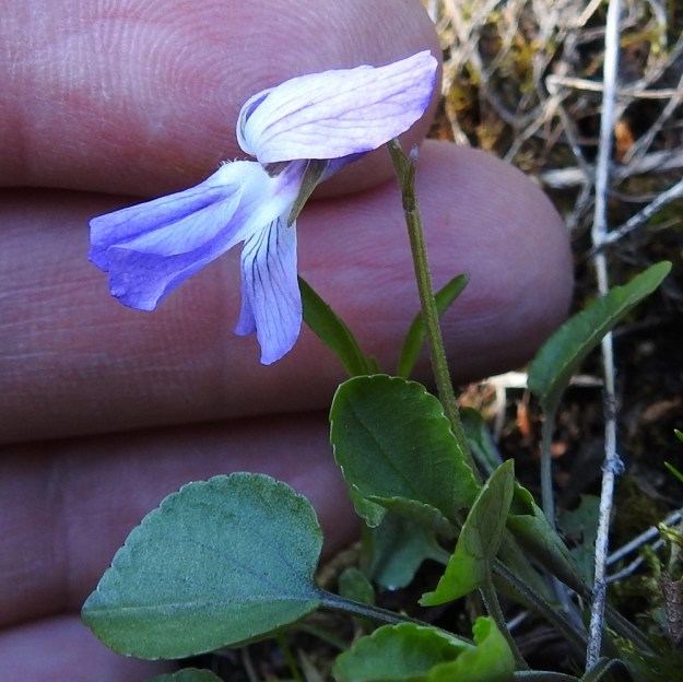 Viola rupestris subsp. relicta - hietaorvokin subsp. pahtahietaorvokin kukkaperä on tavallisesti noin 2-6 cm (kuvassa noin 5 cm) pitkä. Alaviistot ja kannusterälehteä reunustavat terälehdet rullautuvat usein kuvan tavoin ulospäin. EnL, Enontekiö, Kilpisjärvi, Saanan lounaisrinne, ensimmäisen, matalan pahtaseinämän yläpuolinen, osin valuvetinen avokalliojuotti retkeilykeskuksen kohdalla, luonnonsuojelualue, 620 m mpy, 5.7.2018. Copyright Hannu Kämäräinen.