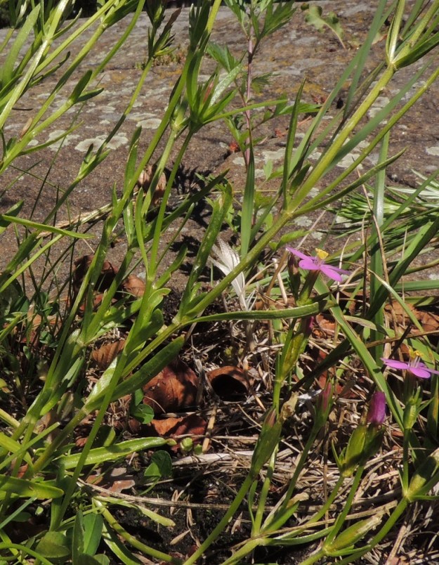 Centaurium littorale - isosapen varsissa on useita vastakkaisia lehtipareja. V, Parainen, Houtskari, Kittuis, Strömsholmen, Häplot sundin pohjoisrannan lauttarannan viereinen kallioranta, 18.7.2016. Copyright Hannu Kämäräinen.