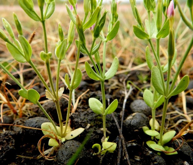 Centaurium pulchellum - pikkusapen varret, haarat ja kukkaperät ovat särmikkäät ja kaljut. Lehdet ovat vastakkaiset, ruodittomat ja kaljut. Malliltaan ne ovat yleensä soikeat tai kapeansoikeat. Pituutta niillä on tavallisesti noin 3-10 mm ja leveyttä leveimmältä kohtaa noin 1-4 mm. Varren ylemmät lehtiparit ovat yleensä alempia pitemmät. A, Lemland, Järsö, Söderfjärdenin pitkän, kiemuraisen merenlahden pohjoispään pienen lahdelman tasainen ranta-alue, 12.7.2017. Copyright Hannu Kämäräinen.