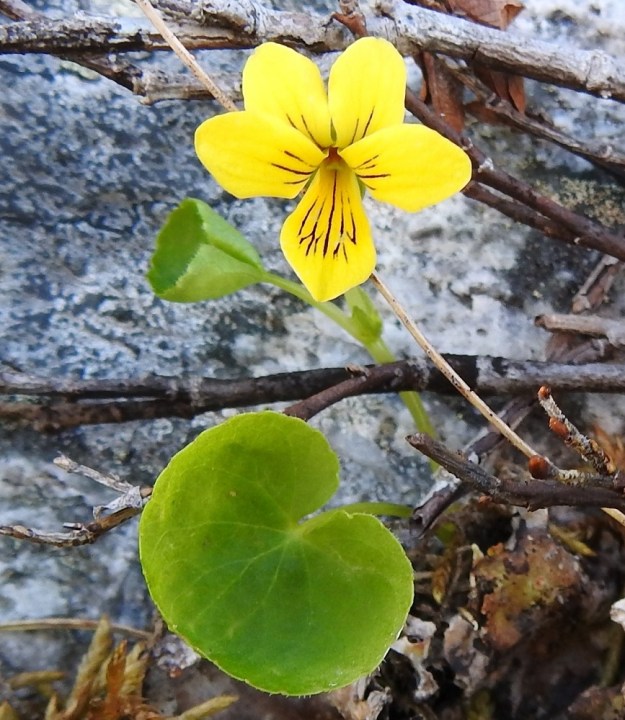 Viola biflora - lapinorvokin teriö on tavallisesti noin 15-20 mm pitkä ja noin 13-15 mm leveä. Sen neljä ylempää terälehteä ovat noin 6-10 mm pitkät ja leveimmältä kohtaa noin 3-5 mm leveät. Viides alaspäin suuntautunut terälehti on noin 7-13 mm pitkä ja leveimmältä kohtaa noin 4-8 mm leveä. Heteitä on viisi ja kuvassa näkyvä emi on yksiluottinen. Terälehtien suonitus on ruskeanvioletti ja se toimii mesiviittoina hyönteisille. EnL, Enontekiö, Kilpisjärvi, Saana, Saanan luoteisrinne lähellä pahtaseinämää, paljakkarinne, 720 m mpy, 5.7.2018. Copyright Hannu Kämäräinen.