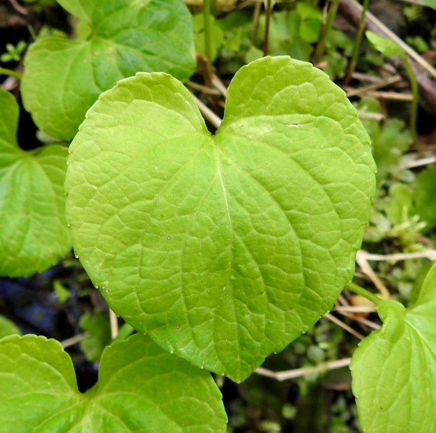 Viola epipsila - korpiorvokin lehtilapa on leveän herttamainen, pyöreähkömuotoinen tai munuaismainen ja kärjestään terävähkö, tylppä tai harvemmin pyöreähkö. Jokaisessa ruusukkeessa ainakin yksi lehti on kuvan tavoin herttamainen ja sillä on selvä kärki. Lehti on nyhälaitainen ja sen tyvilovi on matala tai syvä ja yleensä leveähkö. Lapa on vaaleahkon vihreä ja päältä kalju. Kukintavaiheessa se on tavallisesti noin 2,5-5 cm pitkä ja suunnilleen saman levyinen. Ks, Kuusamo, Ruka, Salmilamminkylä, purolehto, Suolahteen laskevan Suolahdenpuron laiteet, 15.6.2019. Copyright Hannu Kämäräinen.