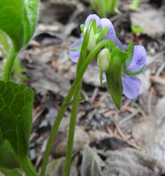 Viola mirabilis - lehto-orvokin teriön kannus on noin 3-8 mm pitkä ja suora tai kärjestään ylöspäin kaartuva sekä valkoinen tai valkoisehko. Kannuksen pää ulottuu kuvan tavoin verholehtien tyvilisäkkeiden pään tasolle tai voi olla huomattavastikin niitä pitempi. EH, Hämeenlinna, Aulanko, Aulangonjärven länsipuoli, ulkoilumajalta Aulangon Heikkilän tielle vievän lehtometsäpolun varsi, 27.5.2017. Copyright Hannu Kämäräinen.