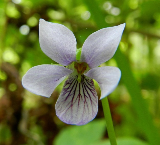 Viola palustris - suo-orvokin ylimmät terälehdet voivat toisinaan olla myös suippopäiset. Alimman terälehden tumma suonitus toimii mesiviittoina hyönteisille kohti kukan nielua, jossa odottavat kannuksen lisäksi tiiviisti sikiäimen ympärillä olevat viisi oranssinväristä hedettä ja yksi ulkoneva luotti. Kukan houkuttelevuutta lisännee mieto hunajantuoksu. EH, Hämeenlinna, Loimalahti, Hirsimäki, Näsiäntien takainen, osin märkäpohjainen ja lehtoinen metsä, 5.6.2011. Copyright Hannu Kämäräinen.