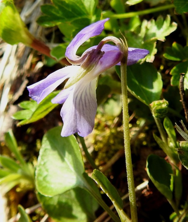 Viola rupestris subsp. relicta - hietaorvokki subsp. pahtahietaorvokki on lähes kauttaaltaan hyvin lyhyesti (0,05-0,15 mm) karvainen. Koska karvoituksen pituus on vain noin millin kymmenesosa, sen havaitseminen vaatii moninkertaista suurennosta ja sopivaa valaistusta. Verholehdet ovat suikeat, teräväkärkiset ja erikokoiset. Ylemmät niistä ovat tyvilisäkkeen kanssa tavallisesti noin 4-4,5 mm ja alemmat yleensä noin 5-6,5 mm pitkät. Verholehtien tyvilisäkkeet ovat pyöreämuotoisia ja vain noin 0,5-0,7 mm pitkiä. EnL, Enontekiö, Kilpisjärvi, Saanan lounaisrinne, ensimmäisen, matalan pahtaseinämän yläpuolinen, osin valuvetinen avokalliojuotti retkeilykeskuksen kohdalla, luonnonsuojelualue, 620 m mpy, 5.7.2018. Copyright Hannu Kämäräinen.