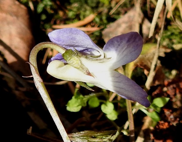 Viola rupestris subsp. rupestris - hietaorvokin subsp. harjuhietaorvokin pinnat ovat kaljut tai hyvin lyhytkarvaiset (0,1-0,2 mm). Karvoitus on juuru ja juuri nähtävissä kukkaperän pinnalla. Kukkaperän yläosassa, usein lähellä kukkaa, on kaksi rinnakkaista tai allekkain olevaa, lähes tasasoukkaa tai suikeaa esilehteä, jotka ovat yleensä noin 3-5 mm pitkiä. St, Sastamala, Vammala, Sammaljoki, peltoalueen laiteessa olevan Käkikallion, alarinne, 16.5.2019. Copyright Hannu Kämäräinen.