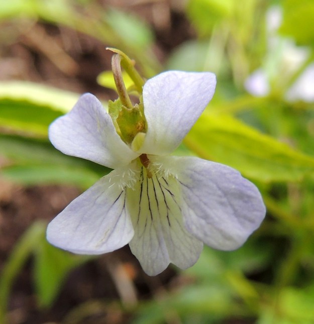 Viola stagnina (V. persicifolia) - rantaorvokin kukassa on viisi oranssinväristä ja tiiviisti sikiäimen ympärillä olevaa hedettä. Emi on yksivartaloinen ja -luottinen. Kuvassa näkyy ylimpien terälehtien välissä verholehtien tyvilisäkkeitä, jotka tässä kukassa ovat laidoiltaan epäsäännöllisen hampaisia. EH, Vesilahti, Mantere, Peltosaari, Hulausjärven rantaan vievän peltotien ison laitaojan rinne, 22.6.2014. Copyright Hannu Kämäräinen.