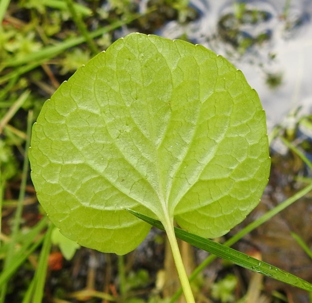 Viola xfennica (V. epipsila x palustris) - viitaorvokin lehtilapa on munuaismainen, pyöreähkönmuotoinen tai herttamainen ja nyhälaitainen. Valtaosa ruusukkeen lehdistä voi olla pyöreäpäisiä, mutta joukossa on ainakin yksi lehti, johon on muodostunut jonkinlainen matala ja tylppä kärki. Lehti on alta kaljuhko tai vaihtelevasti karvainen. Kuvan lehdessä karvoja on hyvin vähän. Ks, Kuusamo, Ruka, Salmilamminkylä, purolehto, Suolahteen laskevan Suolahdenpuron laiteet, 15.6.2019. Copyright Hannu Kämäräinen.