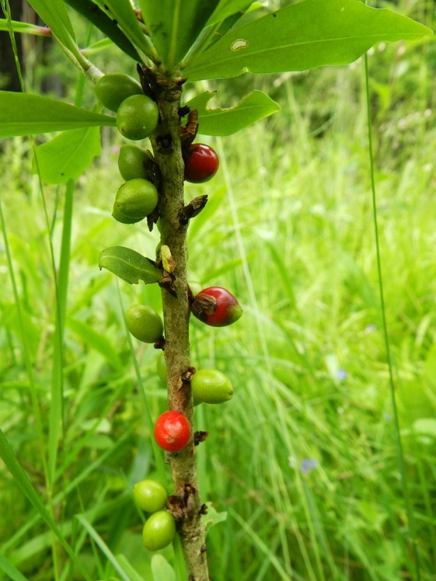 Daphne mezereum - (lehto)näsiän hedelmä on hyvin lyhytperäinen ja pallomainen tai hieman pitkänpyöreä. Se on yksisiemeninen ja hyvin myrkyllinen luumarja, joka on ensin vihreä ja kypsyessään muuttuu punaiseksi. EH, Hämeenlinna, Sairio, Aulangonjärven eteläpuoli, Kihtersuolta Papinniittyyn vievän kävelytien varsi lähellä metsän laidetta, 3.7.2012. Copyright Hannu Kämäräinen.