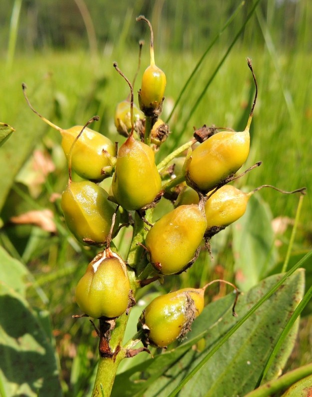 Menyanthes trifoliata - raatteen kodat ovat edellisen kuvan tavoin pyöreähköjä tai oheisen kuvan tavoin soikeahkoja ja kellertäviä tai vaaleanruskeita. Pituutta kodalla on tavallisesti noin 6-8 mm ja leveyttä noin 5-6 mm. Emin vartalo jää kodan kärkeen yleensä sen avautumiseen saakka. EH, Somero, Viuvala, Viuvalannummi, Heposuo, luonnonsuojelualue, suon länsipää, 4.7.2013. Copyright Hannu Kämäräinen.