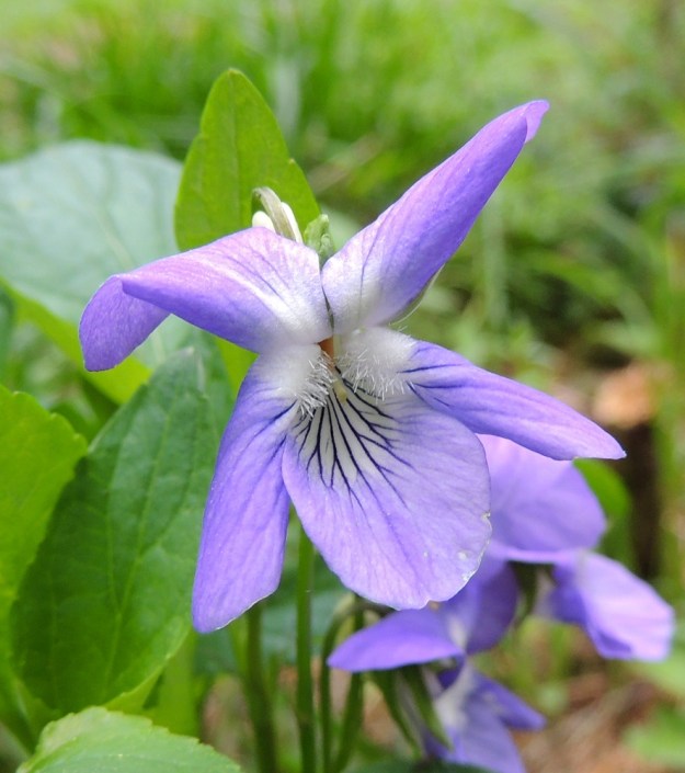 Viola canina subsp. ruppii x riviniana - isoaho-orvokin ja metsäorvokin risteymän teriönielusta pilkistävät sikiäimen ympärille tiiviisti puristuneet viisi hedettä ja yksiluottinen emi. Ne ovat normaalisti muodostuneita, mutta yleensä kotaa ja siemeniä ei kehity. EH, Hämeenlinna, Vuorentaka, Kuralasta Vähä-Tertin ohi menevän metsätieuran laita, 7.6.2015. Copyright Hannu Kämäräinen.