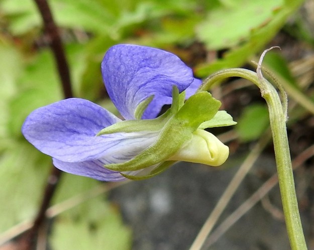Viola canina subsp. ruppii - aho-orvokin subsp. isoaho-orvokin verholehdet ovat tasaisesti teräväksi kärjeksi suippenevat ja kaljut. Ne ovat tyvilisäkkeen kanssa yleensä noin 8-11 mm pitkät ja leveimmältä kohtaa noin 2-2,5 mm leveät. Tyvilisäke on usein päästään epäsäännöllisesti nyhäinen tai hampainen ja yleensä noin 1,5-2,5 mm pitkä. Kannus on noin 3-5 mm pitkä, suora ja kellanvalkoinen tai kellanvihertävä. Kukkaperän yläosassa, usein lähellä kukkaa, on kaksi äimämäistä ja useimmiten noin 2-4 mm pitkää esilehteä. EnL, Enontekiö, Kilpisjärvi, Saanan lounaanpuoleinen rinne, ensimmäinen, matala pahtaseinämä tunturikoivikkorinteessä, retkeilykeskuksen kohdalla, luonnonsuojelualue, 600 m mpy, 5.7.2018. Copyright Hannu Kämäräinen.