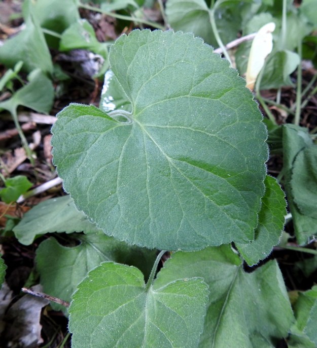 Viola hirta - karvaorvokin lehtilapa voi kukintavaiheen jälkeen kasvaa mitoiltaan jopa kaksinkertaiseksi. Lehti on nyhälaitainen ja päältä vähäkarvainen tai erityisesti suonista ja laidoilta lyhytkarvainen. V, Turku, Kärsämäki, Paltta, Kärsämäentien ja Puustellinkadun risteyksen länsipuolella olevan jyrkkäreunaisen laaksopainanteen kaakkoisreuna, 25.6.2019. Copyright Hannu Kämäräinen.