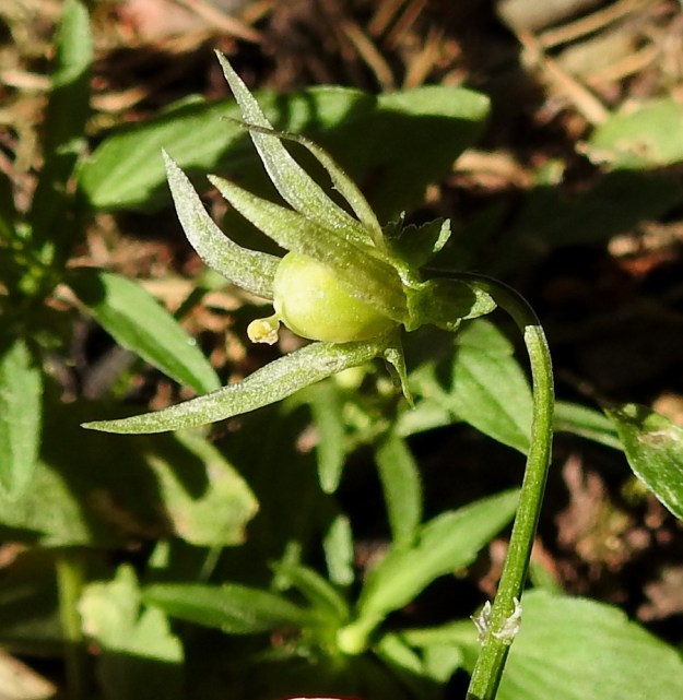 Viola tricolor - keto-orvokin kota on munanmuotoinen, tylppä ja kalju tai kaljuhko. Se on tavallisesti noin 6-10 mm pitkä ja noin 4-5 mm paksu. EH, Hattula, Lahdentaka, Vanajaniemi, Vohlion kallioniemeke Vanajaveden Vanajanselän rannassa, 14.6.2020. Copyright Hannu Kämäräinen.