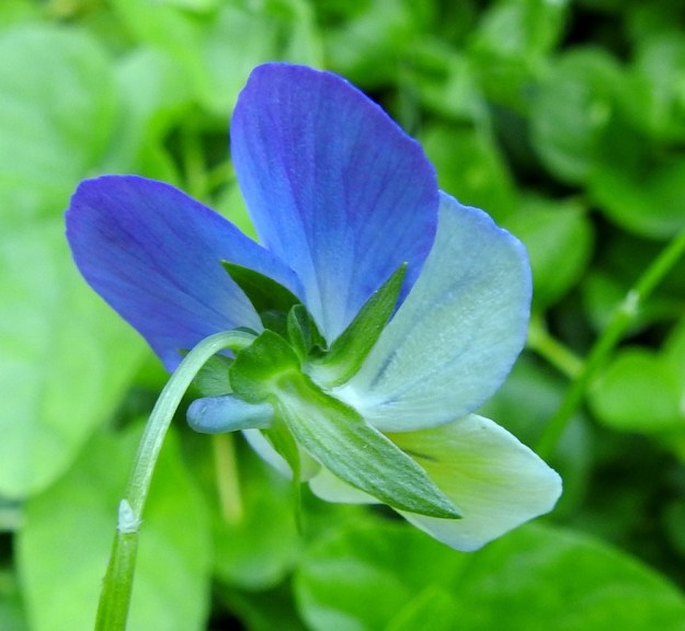 Viola xwittrockiana - tarhaorvokin kukan verholehdet ovat suikeat, teräväkärkiset ja yleensä kaljut. Ne ovat tyvilisäkkeen kanssa tavallisesti noin 15-20 mm pitkät ja leveimmältä kohtaa noin 2-3 mm leveät. Terälehdet ovat selvästi niitä pitemmät. Tyvilisäkkeet ovat lähes suora-, pyöreähkö- tai hammaspäiset ja noin 2-5 mm pitkät ja 3-4 mm leveät. Kukkaperän yläosassa on kaksi rinnakkaista tai allekkain olevaa, kalvomaista ja leveätyvistä esilehteä, jotka ovat yleensä noin 1-2 mm pitkiä. EH, Kouvola, Kuusankoski, Rekola, hautausmaan komposti- ja jätemaakasa-alue, aumojen vierus, 22.6.2020. Copyright Hannu Kämäräinen.