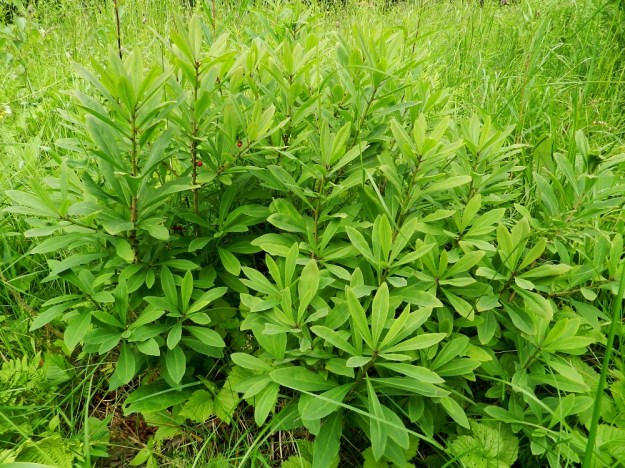 Daphne mezereum - lehtonäsiän kesän aikana kasvavat vuosikasvaimet ovat tiheälehtisiä. Lehdet ovat varsissa kierteisesti. EH, Hämeenlinna, Sairio, Aulangonjärven eteläpuoli, Kihtersuolta Papinniittyyn vievän kävelytien varsi lähellä metsän laidetta, 3.7.2012. Copyright Hannu Kämäräinen.