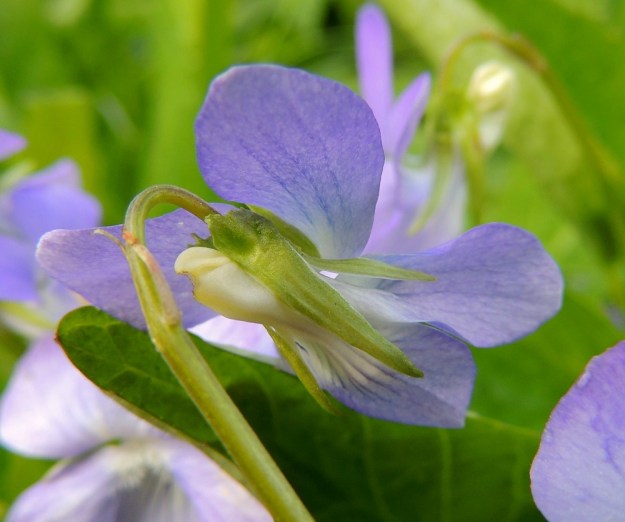Viola canina subsp. ruppii x riviniana - isoaho-orvokin ja metsäorvokin risteymän kukkaperässä, usein lähellä kukkaa, on kantalajien tapaan kapeat esilehdet. Verholehdet tyvilisäkkeineen ovat usein noin 10-11 mm pitkät, mistä tyvilisäkkeen osuus on noin 2 mm. Malliltaan ja mitoiltaan verholehdet tyvilisäkkeineen ovat kantalajien kaltaiset. Alimman terälehden kannus on yleensä valkoinen tai kellanvalkoinen. Pituutta sillä on useimmiten noin 3-5 mm. Kannus yltää yleensä huomattavasti verholehtien tyvilisäkkeitä ulommaksi, mutta voi joskus jäädä kuvan tavoin samalle tasollekin. Kannuksessakaan ei ole kantalajeista poikkeavia erityispiirteitä. EH, Hämeenlinna, Vuorentaka, Kuralasta Vähä-Tertin ohi menevän metsätieuran laita, 7.6.2015. Copyright Hannu Kämäräinen.