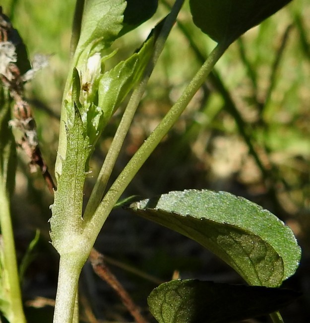 Viola canina subsp. canina - aho-orvokin subsp. pikkuaho-orvokin lehtien korvakkeet ovat kapeanpuikeat tai suikeat ja kärkeä kohti suuntautuneesti harvahkohampaiset. Hampaat ovat teräväkärkiset tai lyhyesti ripsipäiset. Korvakkeet ovat tavallisesti noin 5-15 mm pitkiä ja noin 1-3 mm leveitä. EH, Riihimäki, Kenkiä, Kenkiäntieltä, Hirvijärventien eteläpuolelta, itään lähtevä metsätieura, uran laitaketokaista noin 350 m maantieltä, 27.5.2020. Copyright Hannu Kämäräinen.