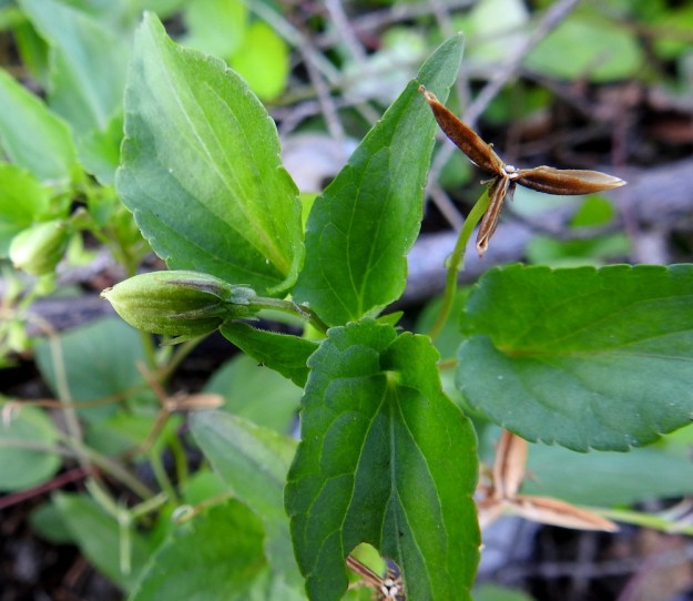 Viola canina subsp. ruppii - aho-orvokin subsp. isoaho-orvokin kota on pitkänpyöreä tai munanmuotoinen ja kolmiliuskaisesti alas asti avautuva sekä kalju. Se on tavallisesti noin 7,5-9 mm pitkä ja noin 4-5 mm paksu. EH, Hämeenlinna, Vuorentaka, Kuralasta Vähä-Tertin ohi menevän metsätieuran laita, 3.7.2019. Copyright Hannu Kämäräinen.