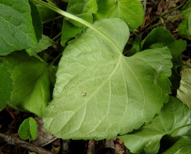 Viola hirta - karvaorvokin lehtilapa on alta varsinkin suonista runsas- ja lyhytkarvainen. V, Turku, Kärsämäki, Paltta, Kärsämäentien ja Puustellinkadun risteyksen länsipuolella olevan jyrkkäreunaisen laaksopainanteen kaakkoisreuna, 25.6.2019. Copyright Hannu Kämäräinen.