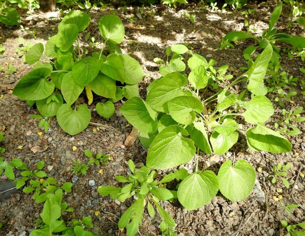 Viola odorata - tuoksuorvokin kukinnan jälkeen kesälehdet ottavat etusijan Niiden lapa on leveän herttamainen ja leveimmillään keskikohdaltaan. Pituutta on yleensä noin 4-8 cm ja leveyttä noin 4-7,5 cm.. U, Helsinki, Kannelmäki, Tanotorventien laita, pensasaidan vierus, viljelykarkulainen, 19.5.2019. Copyright Hannu Kämäräinen.